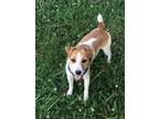 Adopt Sir Remington Royal a White - with Brown or Chocolate Jack Russell Terrier