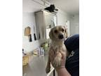 Adopt Daisy a Tan/Yellow/Fawn Dachshund / Mixed dog in Moses Lake, WA (37259961)
