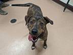 Adopt Lori a Brown/Chocolate Plott Hound / Mixed dog in Boulder, CO (37259960)