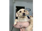 Adopt 52015436 a Tan/Yellow/Fawn Dachshund / Mixed dog in Moses Lake