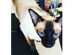 Adopt Bobby a Brown or Chocolate Siamese / Mixed (short coat) cat in