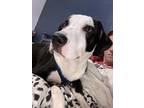 Adopt Ryder a Black - with White American Pit Bull Terrier / Great Dane / Mixed