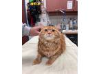 Adopt ACHILLES a Domestic Longhair / Mixed (short coat) cat in Warrenton