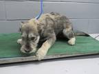 Adopt Chato a Gray/Blue/Silver/Salt & Pepper Schnauzer (Standard) dog in