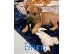 Adopt Bruno a American Staffordshire Terrier / Mixed dog in St.