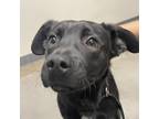 Adopt Pongo a Black Labrador Retriever / Mixed dog in Yuma, AZ (37259646)