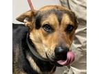 Adopt Momo a Black Shepherd (Unknown Type) / Mixed dog in Yuma, AZ (37259644)