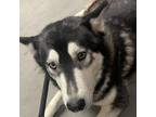 Adopt Eillish a Gray/Silver/Salt & Pepper - with Black Husky / Mixed dog in