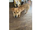 Adopt tokyo a Brown/Chocolate Shar Pei / American Pit Bull Terrier / Mixed dog