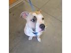 Adopt Perceval a Tan/Yellow/Fawn Mixed Breed (Medium) / Mixed dog in Pittsburgh