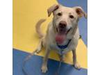 Adopt Ellie a Tan/Yellow/Fawn Labrador Retriever / Mixed dog in Pittsburgh