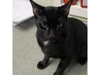 Adopt Onyx a All Black Domestic Shorthair / Mixed cat in Canastota