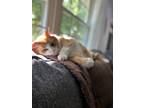 Adopt Winnie a Orange or Red Tabby Domestic Shorthair / Mixed (short coat) cat