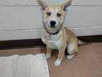 Adopt Yumi a Red/Golden/Orange/Chestnut Husky / Mixed dog in Boulder