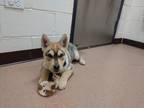 Adopt Loki a Red/Golden/Orange/Chestnut Alaskan Malamute / Mixed dog in Boulder