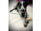 Adopt Ozzy a Black German Shorthaired Pointer / Mixed dog in Daytona Beach