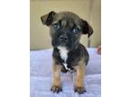 Adopt Rocky a Brown/Chocolate - with Black Pug / Rat Terrier / Mixed dog in Fort