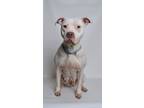 Adopt Terra a White American Pit Bull Terrier dog in Jefferson City