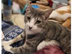 Adopt Bellatrix a Gray, Blue or Silver Tabby Domestic Shorthair (short coat) cat
