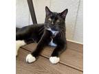 Adopt Rutger a Domestic Shorthair / Mixed cat in Atascadero, CA (37259077)