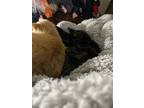 Adopt Margot a Tortoiseshell American Shorthair / Mixed (short coat) cat in