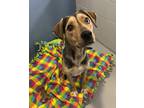 Adopt Rita a Beagle / German Shepherd Dog / Mixed dog in Topeka, KS (37258965)