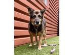 Adopt Chloe a German Shepherd Dog / Mixed dog in Silverdale, WA (37258962)