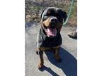 Adopt Zeus a Rottweiler / Mixed dog in Kingston, NY (37258980)