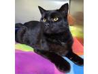 Adopt Bynx a All Black Domestic Shorthair / Mixed (short coat) cat in