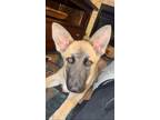 Adopt Dot a Tan/Yellow/Fawn German Shepherd Dog / Mixed dog in Fort Collins