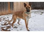 Adopt Meeya a Tan/Yellow/Fawn - with Black German Shepherd Dog / Mixed dog in