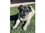 Adopt Mackanzie a Tan/Yellow/Fawn Pug / Mixed dog in Surprise, AZ (37258733)