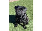 Adopt Gwen a Black Pug / Mixed dog in Surprise, AZ (37258688)