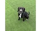 Adopt Regina a Black Beagle / Mixed dog in Shelby, NC (37258555)