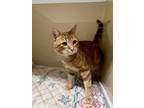 Adopt Neptune a Orange or Red Domestic Shorthair / Domestic Shorthair / Mixed