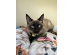 Adopt Zella a Brown or Chocolate Siamese / Domestic Shorthair / Mixed cat in