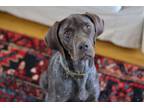 Adopt Tucker a Brown/Chocolate German Shorthaired Pointer / Mixed dog in