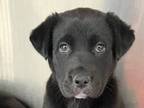 Adopt Nina a Black Mixed Breed (Medium) / Mixed dog in Georgetown, TX (37258574)