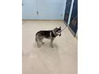 Adopt 52014592 a Black Husky / Mixed dog in San Angelo, TX (37258563)