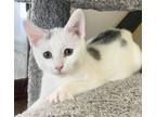 Adopt Tahoe a Cream or Ivory (Mostly) Domestic Shorthair (short coat) cat in
