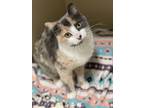 Adopt Nori a Gray or Blue Domestic Shorthair / Domestic Shorthair / Mixed cat in