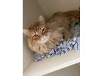 Adopt 'Possum' a Orange or Red Domestic Longhair / Domestic Shorthair / Mixed