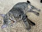 Adopt Shark a Brown Tabby Domestic Shorthair cat in Portland, OR (37258430)