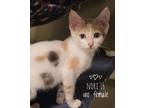 Adopt Nori a Calico or Dilute Calico Calico (short coat) cat in Northwood
