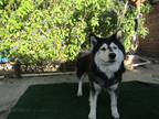 Adopt otto a Black - with Gray or Silver Alaskan Malamute / Mixed dog in