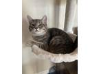 Adopt rue a Gray or Blue (Mostly) American Shorthair (short coat) cat in