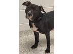 Adopt Kiwi a Black - with White Terrier (Unknown Type, Medium) / Mixed dog in
