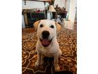 Adopt Clover a White Great Pyrenees / Shar Pei / Mixed dog in Paso Robles