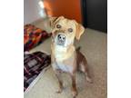 Adopt Ted a Mixed Breed (Large) / Mixed dog in Stouffville, ON (37258255)
