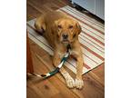 Adopt Paul - Sweetest Lab Mix a Tan/Yellow/Fawn - with White Labrador Retriever